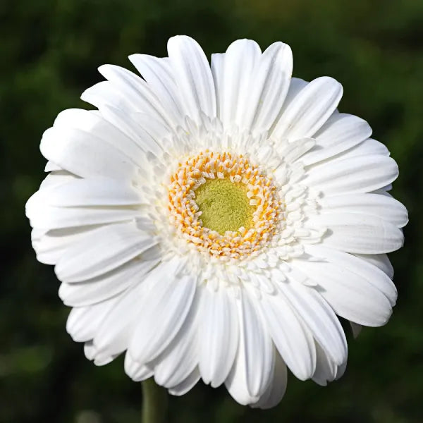 Premium White Gerbera Hybrid | Live Plant