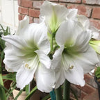 Imported Amaryllis Pure White Bulbs