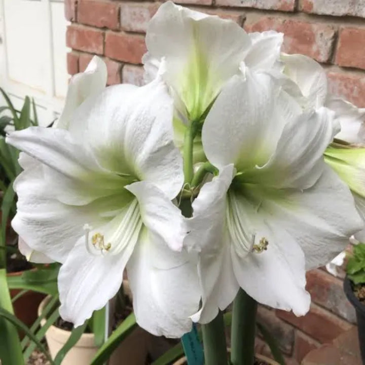 Imported Amaryllis Pure White Bulbs