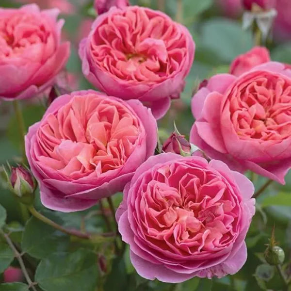 Premium Pink Lotus Hybrid Rose | Live Plant