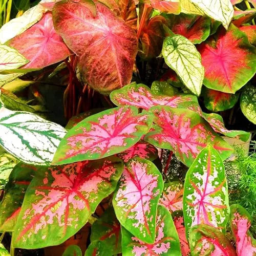 Caladium Bulbs Multi Color - Pack Of 4
