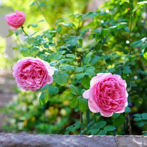 Premium Pink Lotus Hybrid Rose | Live Plant
