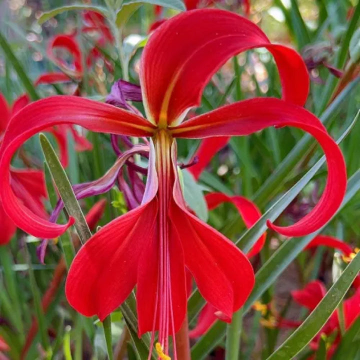Aztec Lily Red Flower Bulbs | Buy 2 Get 1 For Free