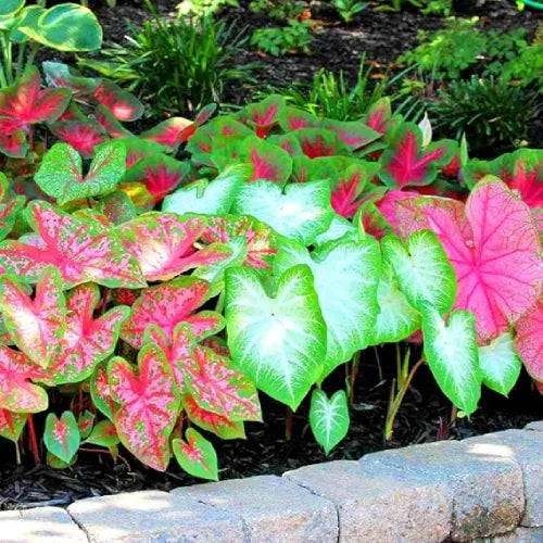 Caladium Bulbs Multi Color - Pack Of 4