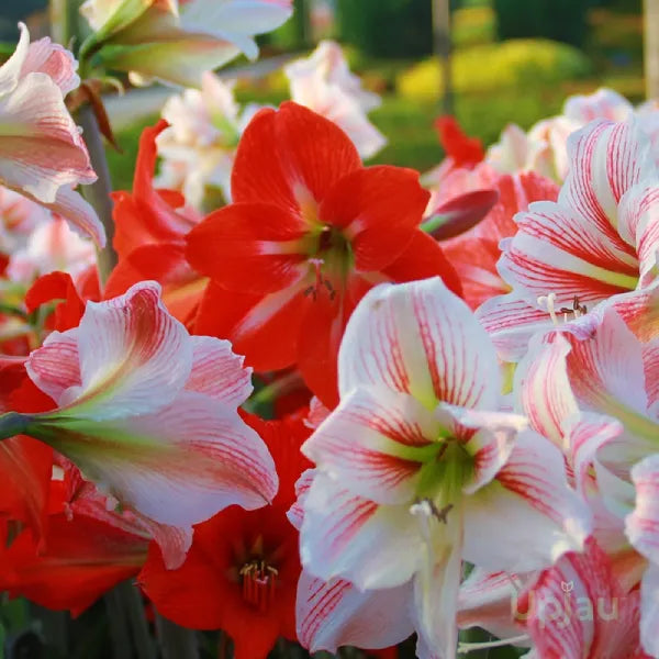 Rare Amaryllis Bulbs Mixed Colors | Buy 1 Get 1 Free