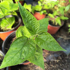 Divine Fragrance Parijat (Harsingar) | Live Plant