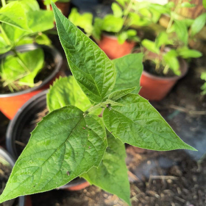 Divine Fragrance Parijat (Harsingar) | Live Plant