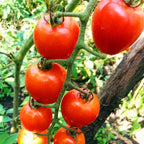 Tomato 'Red Cherry' Seeds - Pack Of 100
