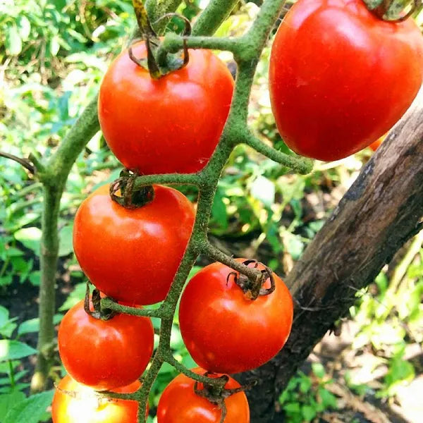Tomato 'Red Cherry' Seeds - Pack Of 100