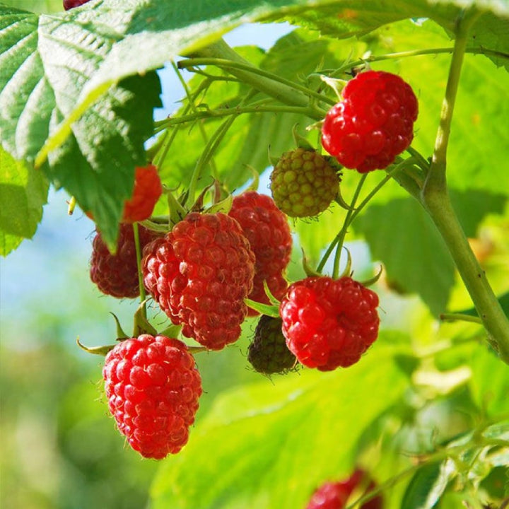 Ruby Raspberry 'Polka' Seeds - Pack of 50