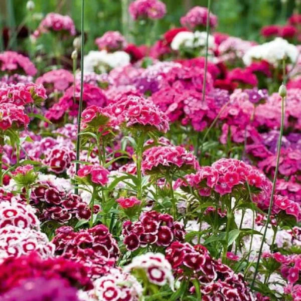Sweet William Flower |  Dianthus Barbatus | Pack of 30 seeds