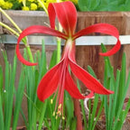 Aztec Lily Red Flower Bulbs | Buy 2 Get 1 For Free