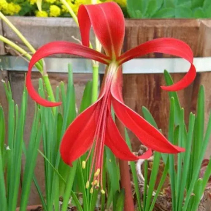 Aztec Lily Red Flower Bulbs | Buy 2 Get 1 For Free