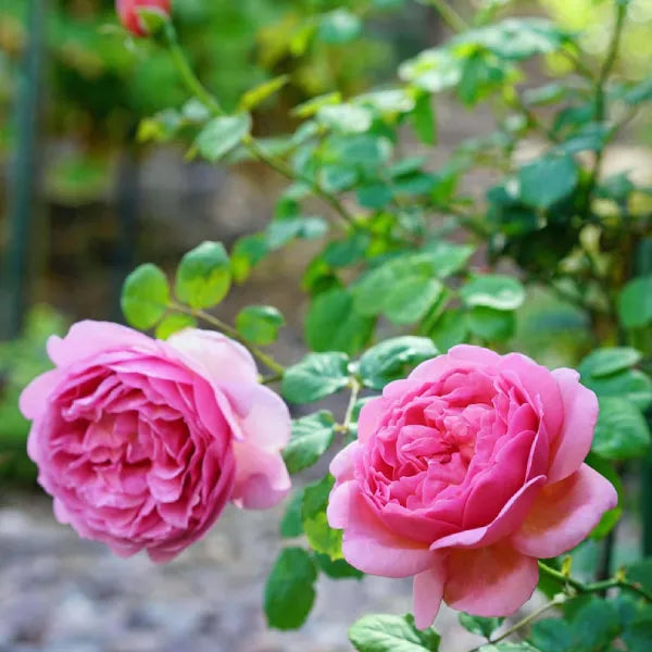 Premium Pink Lotus Hybrid Rose | Live Plant