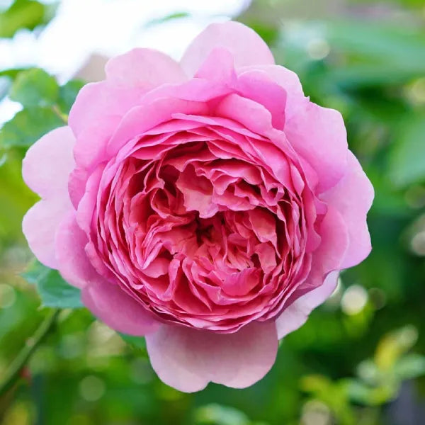 Premium Pink Lotus Hybrid Rose | Live Plant