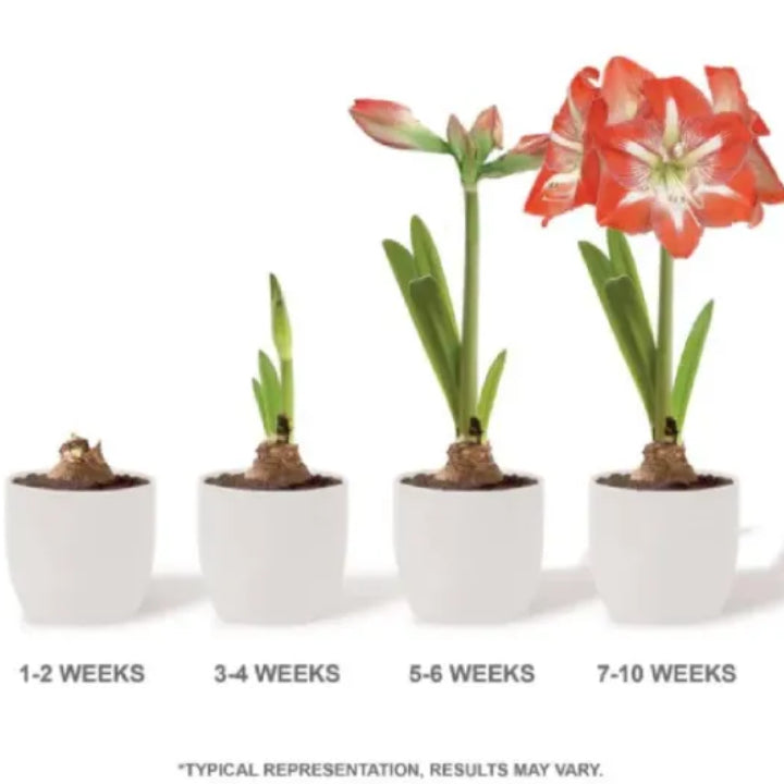 Imported Amaryllis Pure White Bulbs