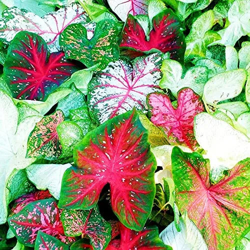 Caladium Bulbs Multi Color - Pack Of 4