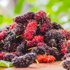 Exotic Black Mulberry – Morus nigra | Live Plant