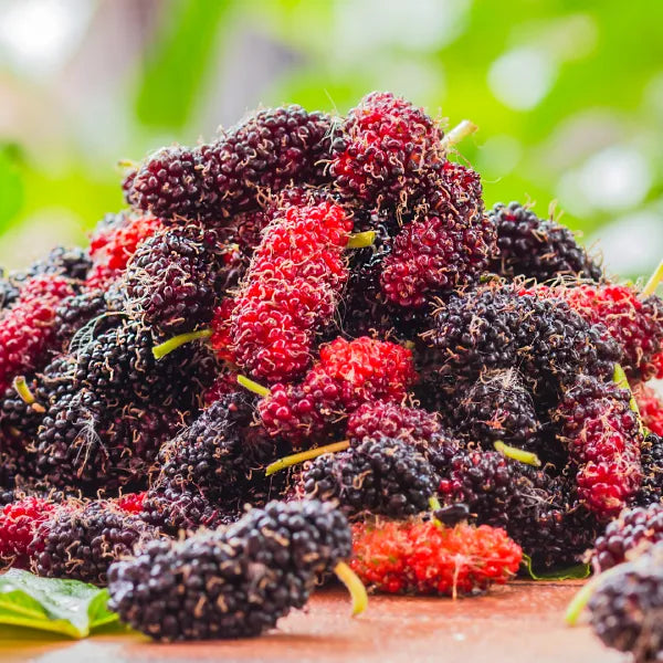 Exotic Black Mulberry – Morus nigra | Live Plant