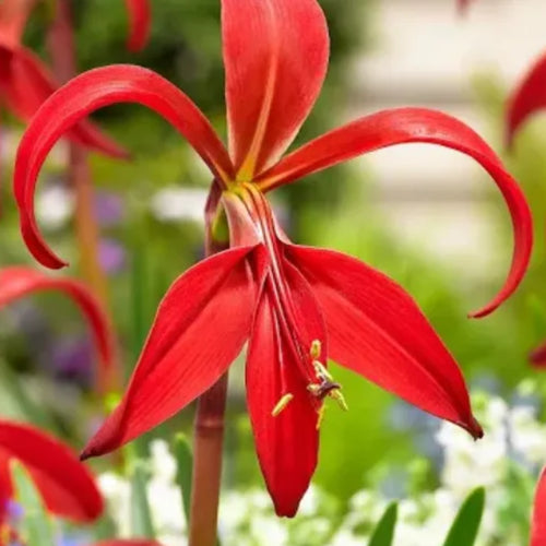 Aztec Lily Red Flower Bulbs | Buy 2 Get 1 For Free