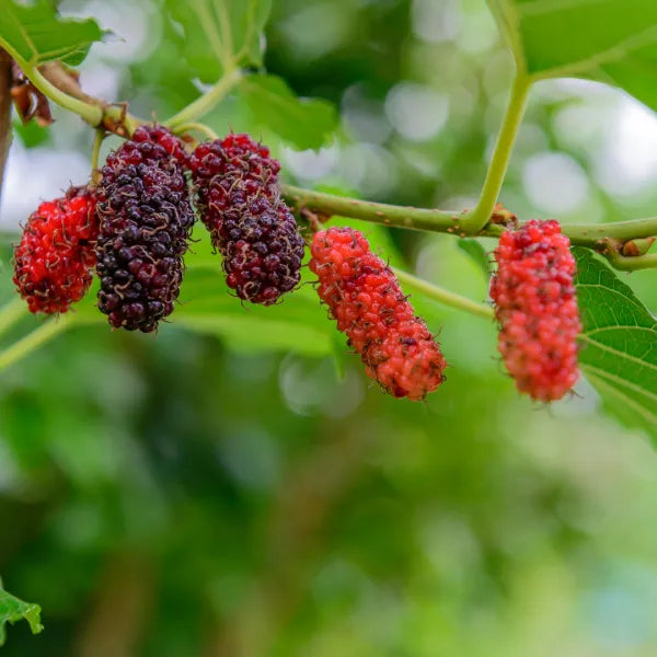 Exotic Black Mulberry – Morus nigra | Live Plant