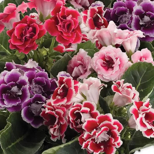 Gloxinia Bulbs Mix Color - Pack Of 4