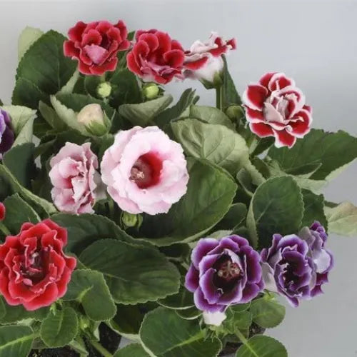 Gloxinia Bulbs Mix Color - Pack Of 4