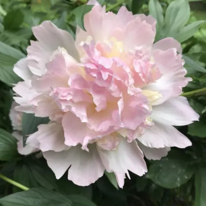 Peony 'Aletris Light Pink' Rhizome - Pack Of 1