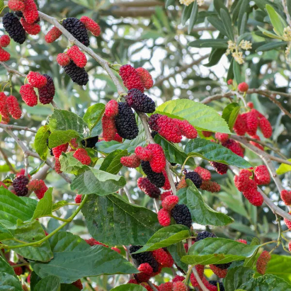 Exotic Black Mulberry – Morus nigra | Live Plant