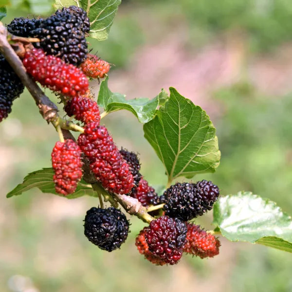 Exotic Black Mulberry – Morus nigra | Live Plant