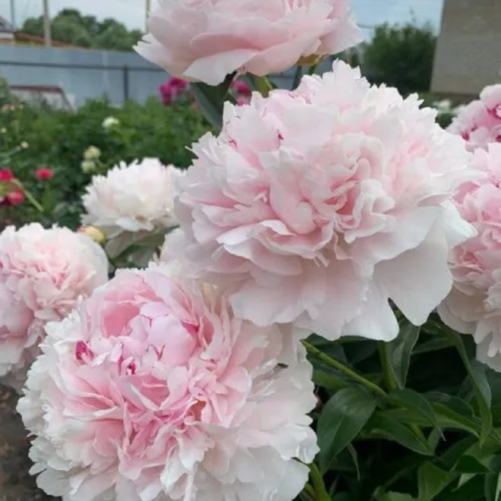 Peony 'Aletris Light Pink' Rhizome - Pack Of 1