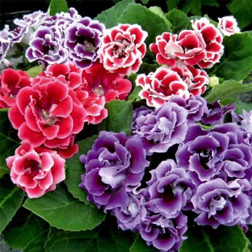 Gloxinia Bulbs Mix Color - Pack Of 4