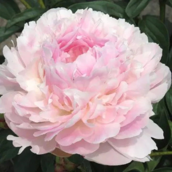 Peony 'Aletris Light Pink' Rhizome - Pack Of 1
