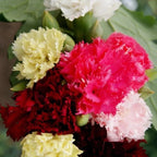 Carnation Mixed Rose Color Flower | Pack of 20 Seeds