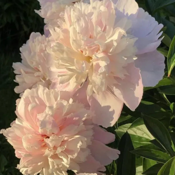 Peony 'Aletris Light Pink' Rhizome - Pack Of 1