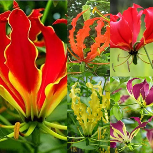 Gloriosa Bulbs Multi Color - Pack Of 3