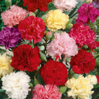 Carnation Mixed Rose Color Flower | Pack of 20 Seeds