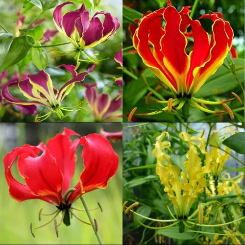 Gloriosa Bulbs Multi Color - Pack Of 3