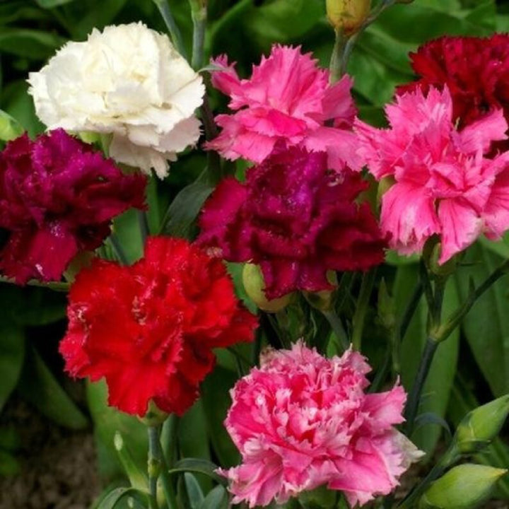 Carnation Mixed Rose Color Flower | Pack of 20 Seeds