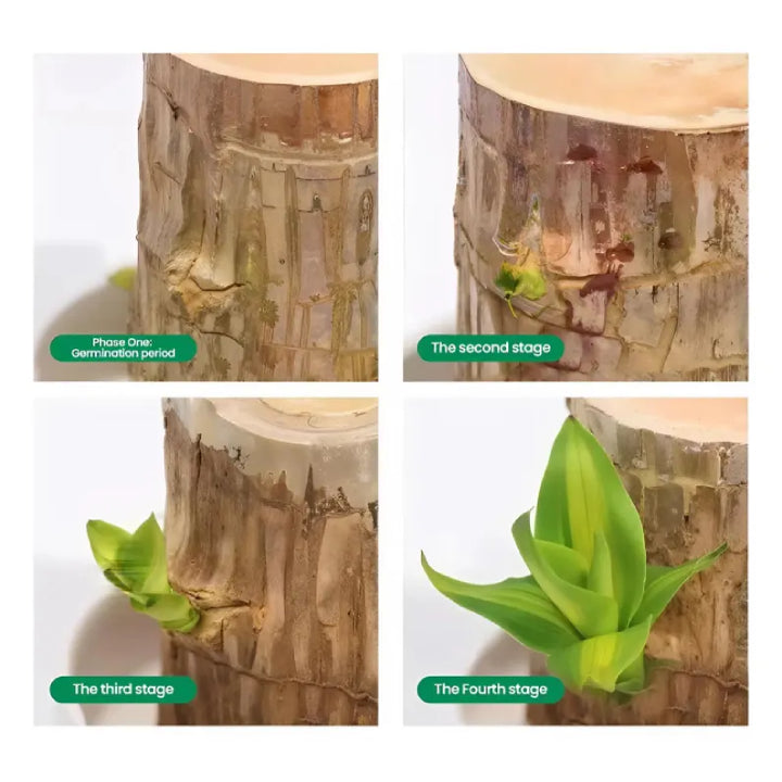 Brazilian Striped Lucky Wood - Live Plant
