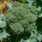 Broccoli 'Covina' Heat-Tolerant Winter Crop | Pack of 20+ Premium Seeds