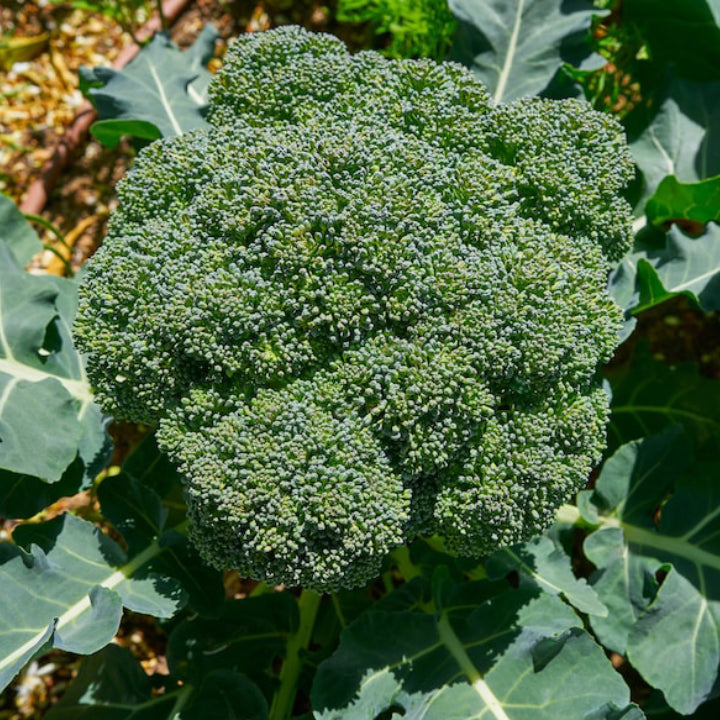 Broccoli 'Covina' Heat-Tolerant Winter Crop | Pack of 20+ Premium Seeds