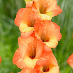 Gladiolus Orange Bulbs - Pack Of 5