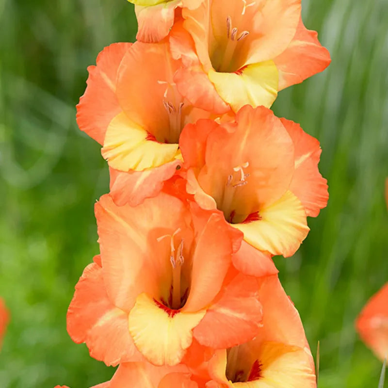 Gladiolus Orange Bulbs - Pack Of 5