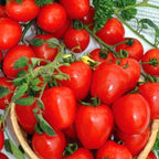 Tomato 'Red Cherry' Seeds - Pack Of 100