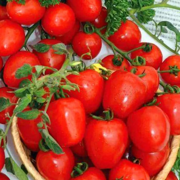 Tomato 'Red Cherry' Seeds - Pack Of 100
