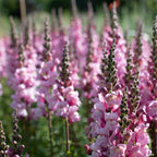 Lavender Snapdragon 'Endless Blooms' Seeds - Pack Of 20