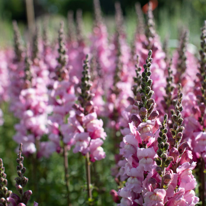 Lavender Snapdragon 'Endless Blooms' Seeds - Pack Of 20