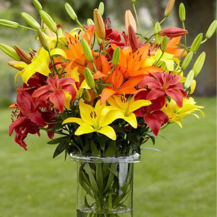 The '5-Star Hotel' Lily Hack: Get Priya's 'Perpetual Bloom' Bulbs (Buy 1 Get 1 Free)