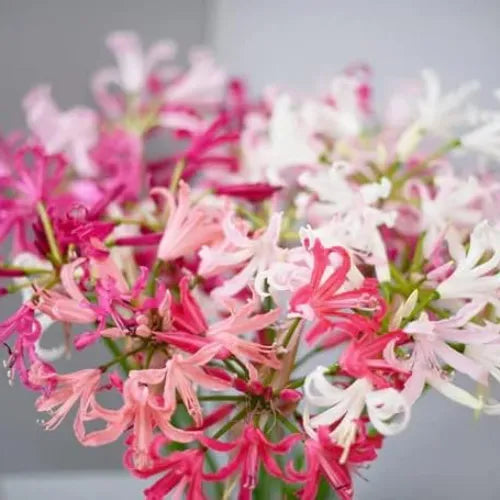 Nerine Lily Bulbs Multi Color - Pack Of 3